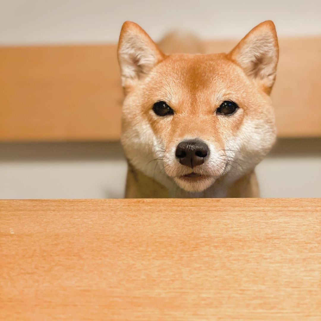 テーブルから顔を出す犬