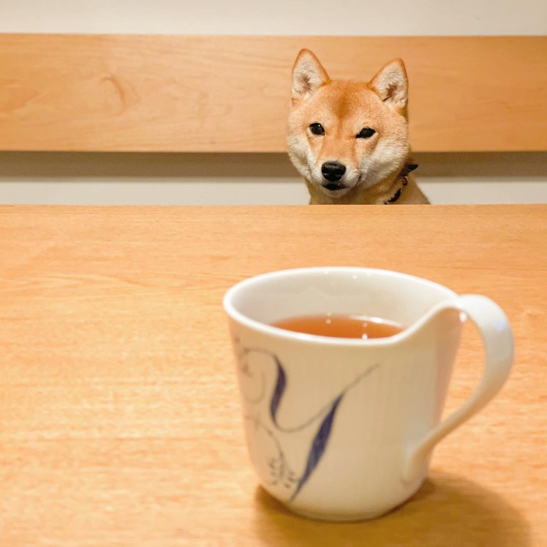テーブルにあるお茶を見つめる犬