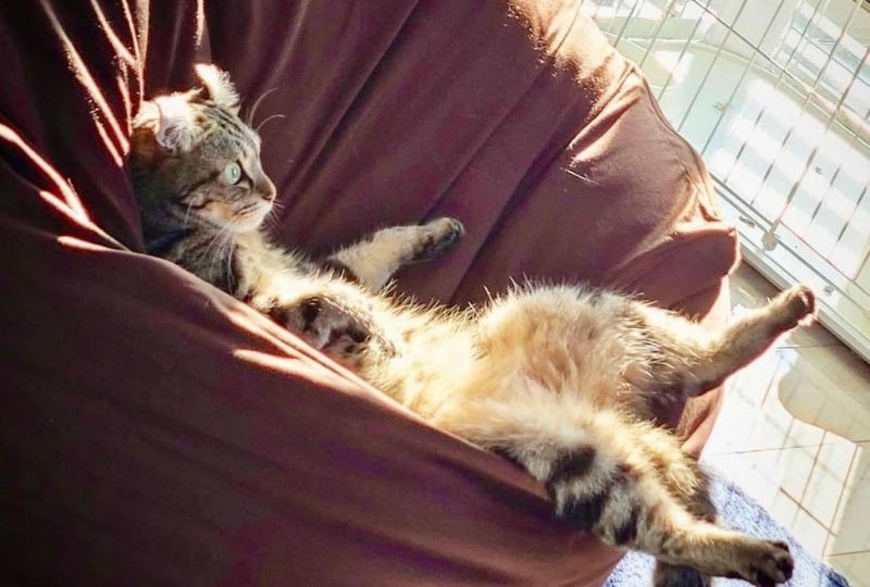リラックス度100％の猫ちゃん。ソファーの上でとろけている姿にほっこり♡