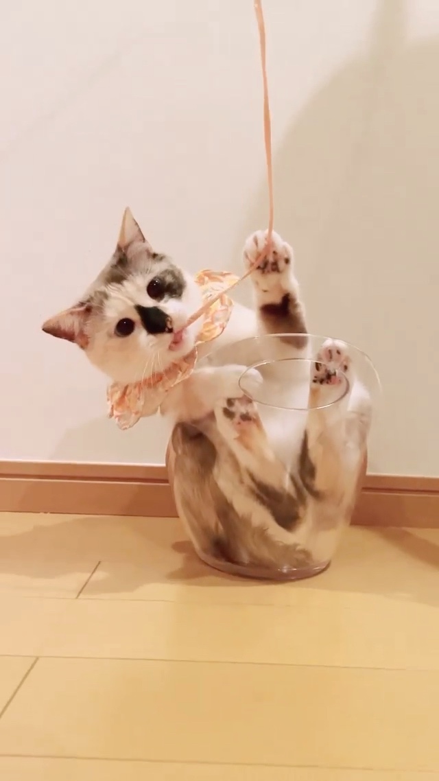 猫　ワインクーラー