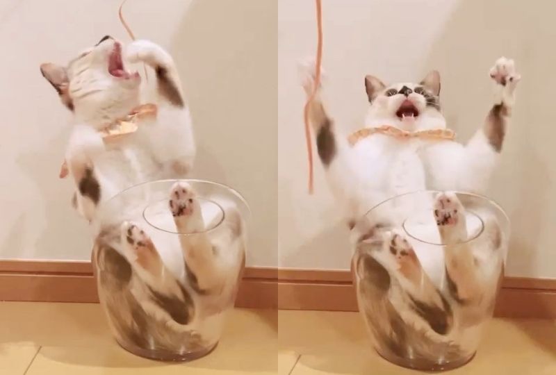「ねぇ遊ぼ！」ワインクーラーにすっぽりハマる猫さんのはしゃぎっぷりが可愛い