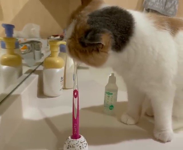 歯ブラシを噛んでいる猫