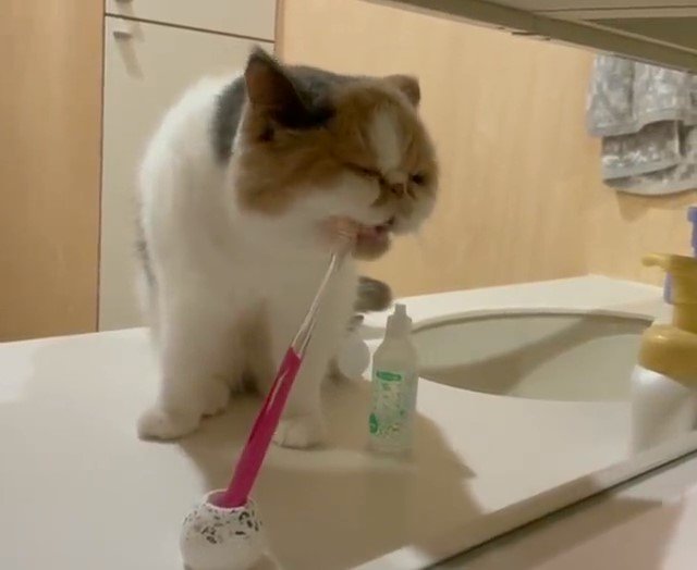 歯ブラシを嚙む猫