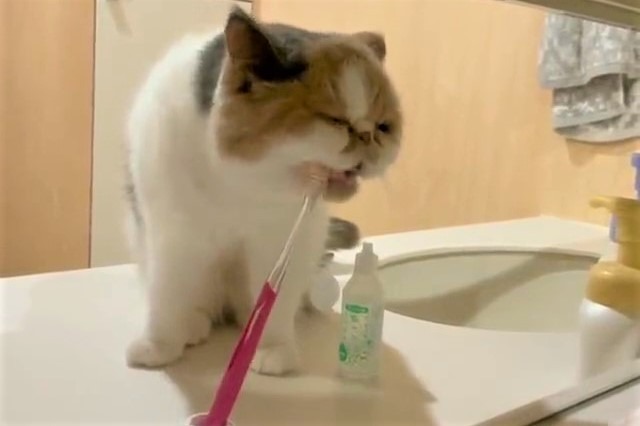 歯ブラシを愛猫と「兼用」していた…！？飼い主さんの“笑撃”な投稿に1.5万人が大爆笑