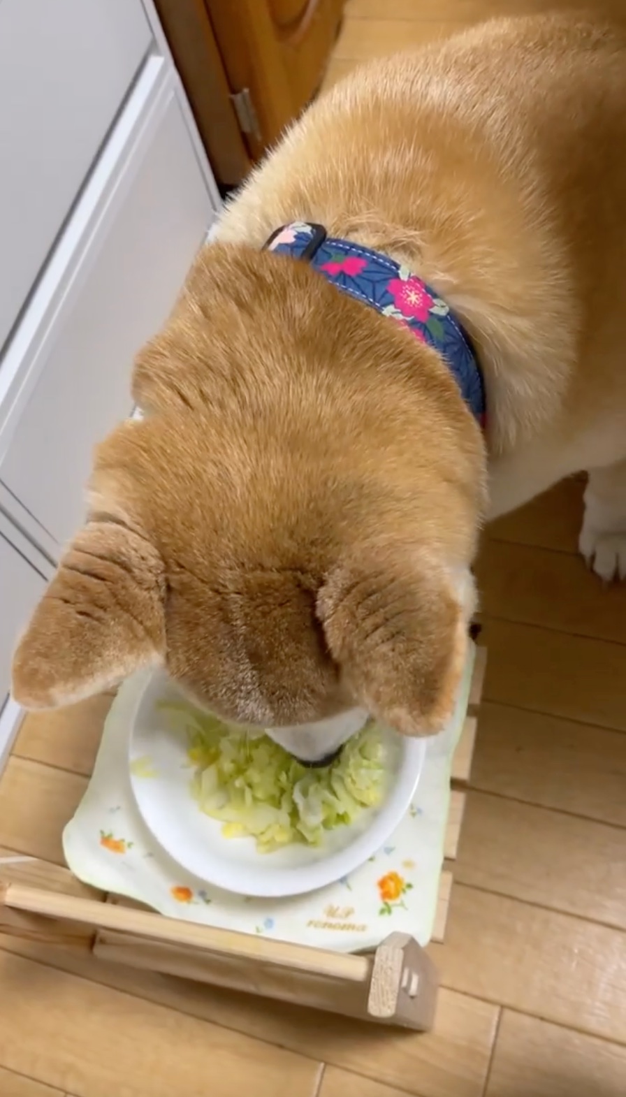 犬　食べる