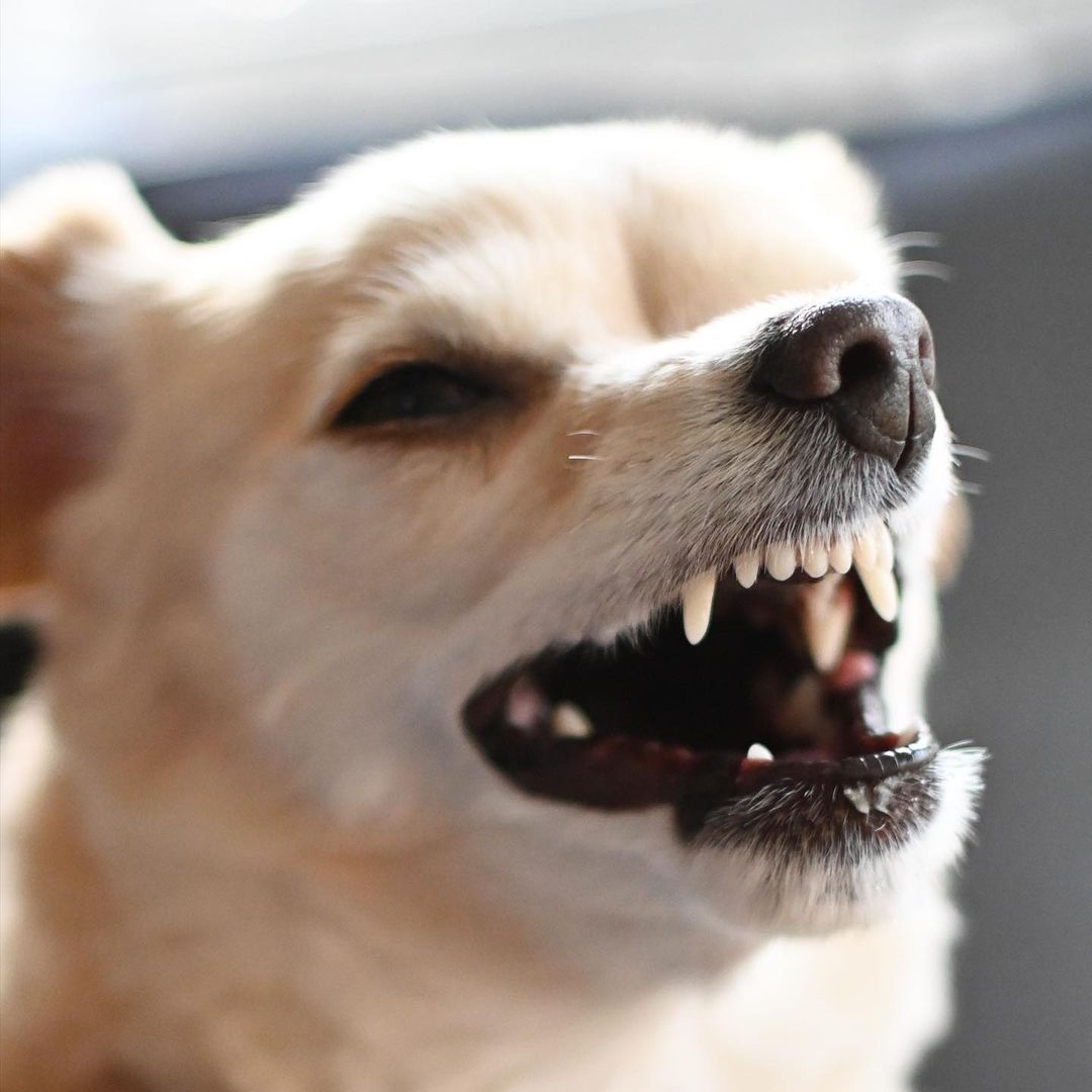 犬　歯