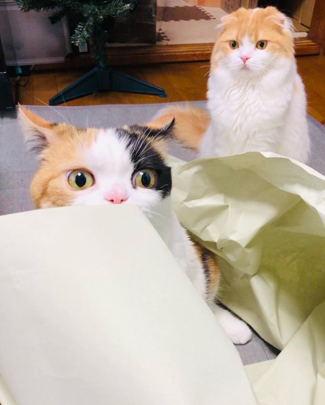 猫　紙争奪戦