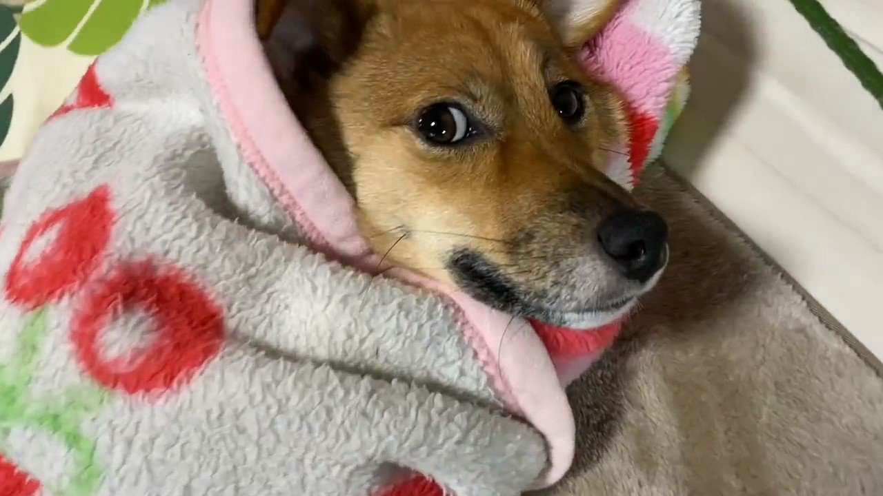 毛布にくるまる犬