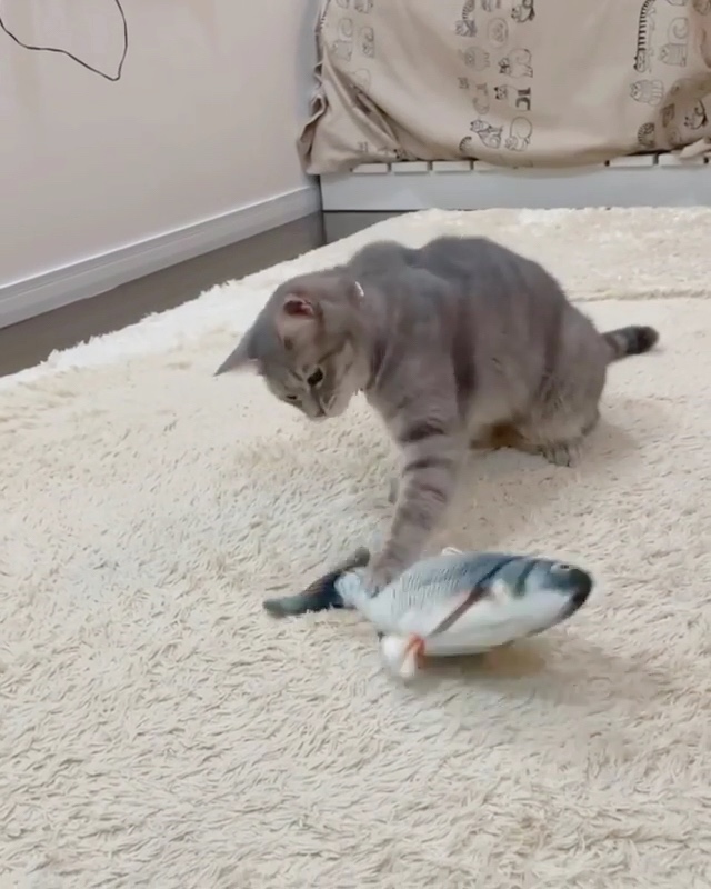 猫　魚のおもちゃ