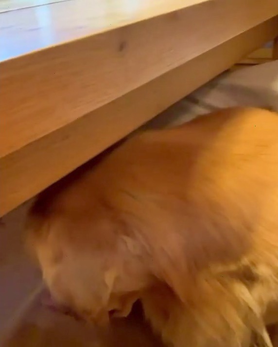 犬　怒られてテーブルの下
