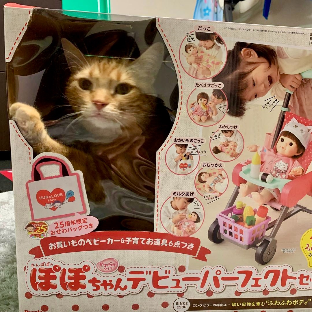 猫　おもちゃの箱の中