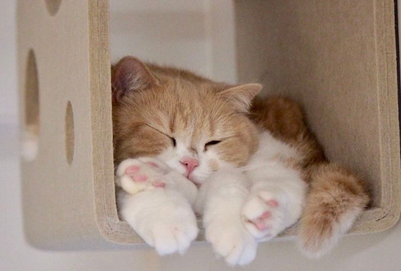 トロトロ&フニャフニャ〜♡とろけるように眠る猫ちゃんにほっこり癒される