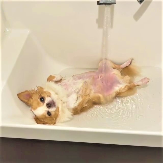 犬　風呂
