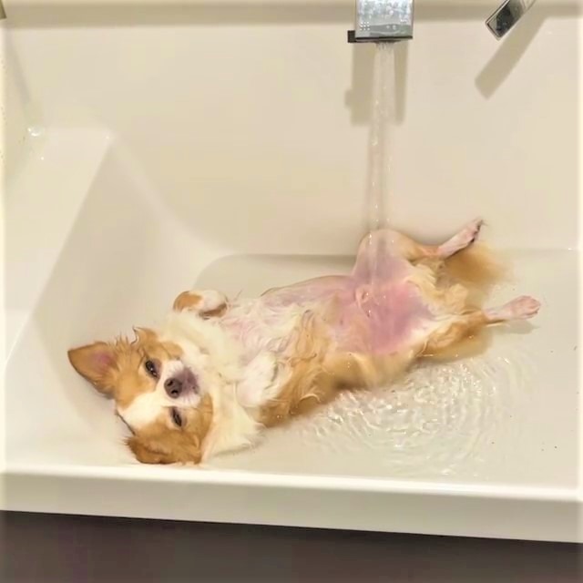 犬　風呂