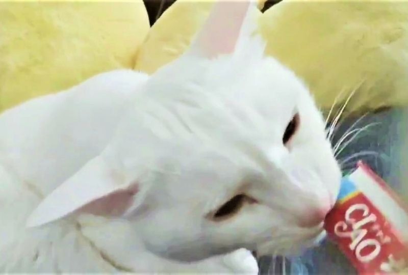 お昼寝中でもおやつの匂いがすると…。白猫くんの素早い反応に思わず笑っちゃう！