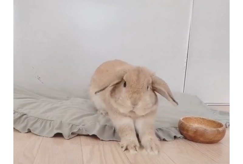 準備運動するウサギ