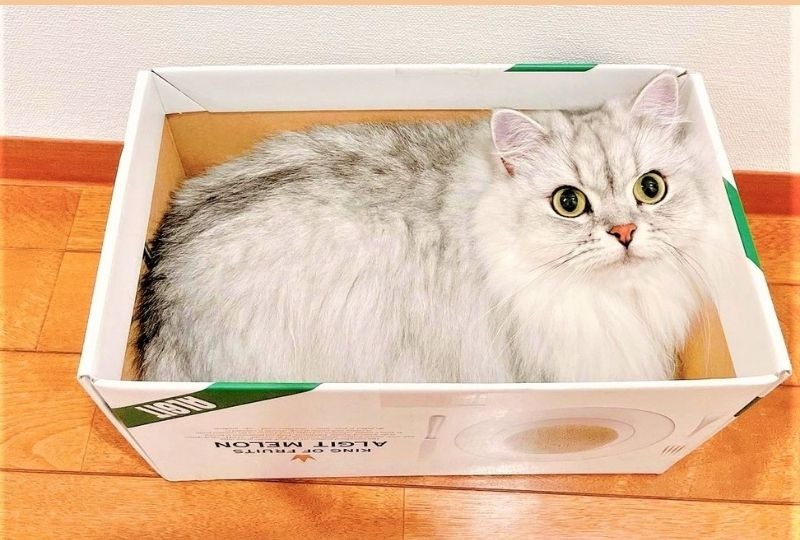 見事にジャストフィット♪ぴったりサイズの箱の中でくつろぐ猫さんが激カワ！