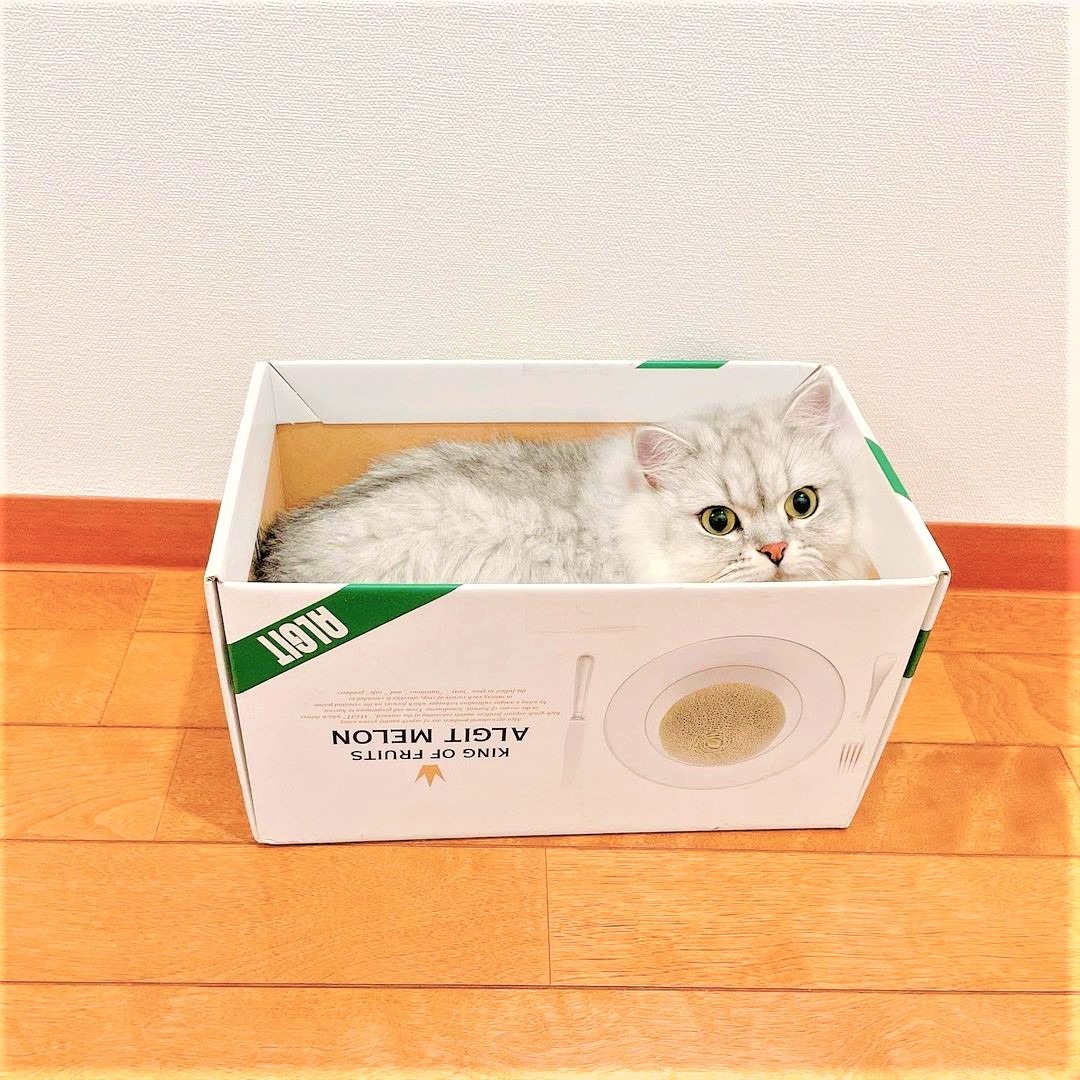 猫　箱