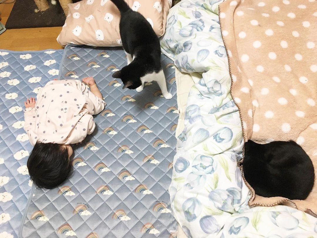 子どもと一緒に寝る猫