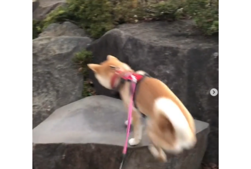 岩山に登る柴犬