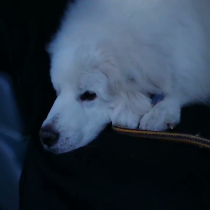 車で寝ようとしている犬
