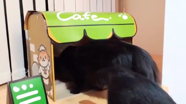 猫　カフェ
