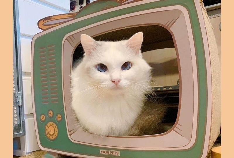 イケメン過ぎるアニャウンサー♡ニュース速報を読む猫さんにメロメロになる人続出