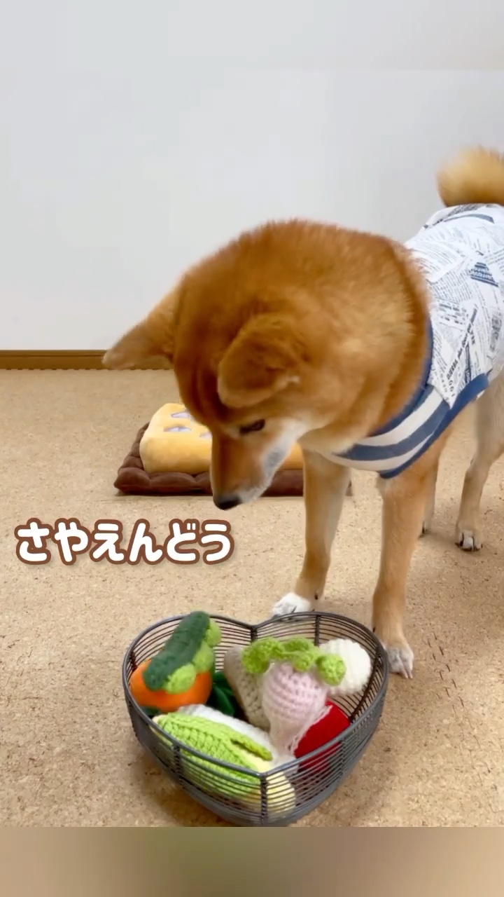 犬　野菜