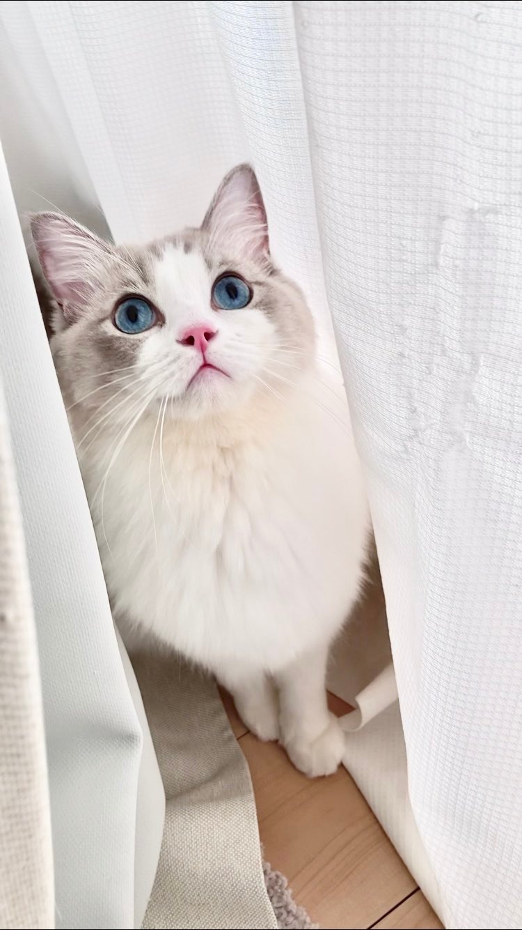 カーテンの隙間に隠れる猫