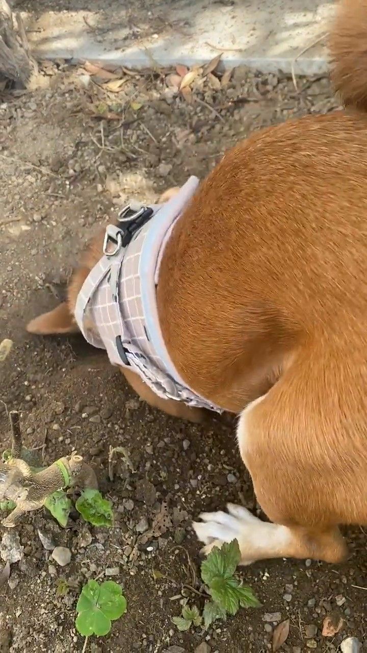 穴掘りする犬