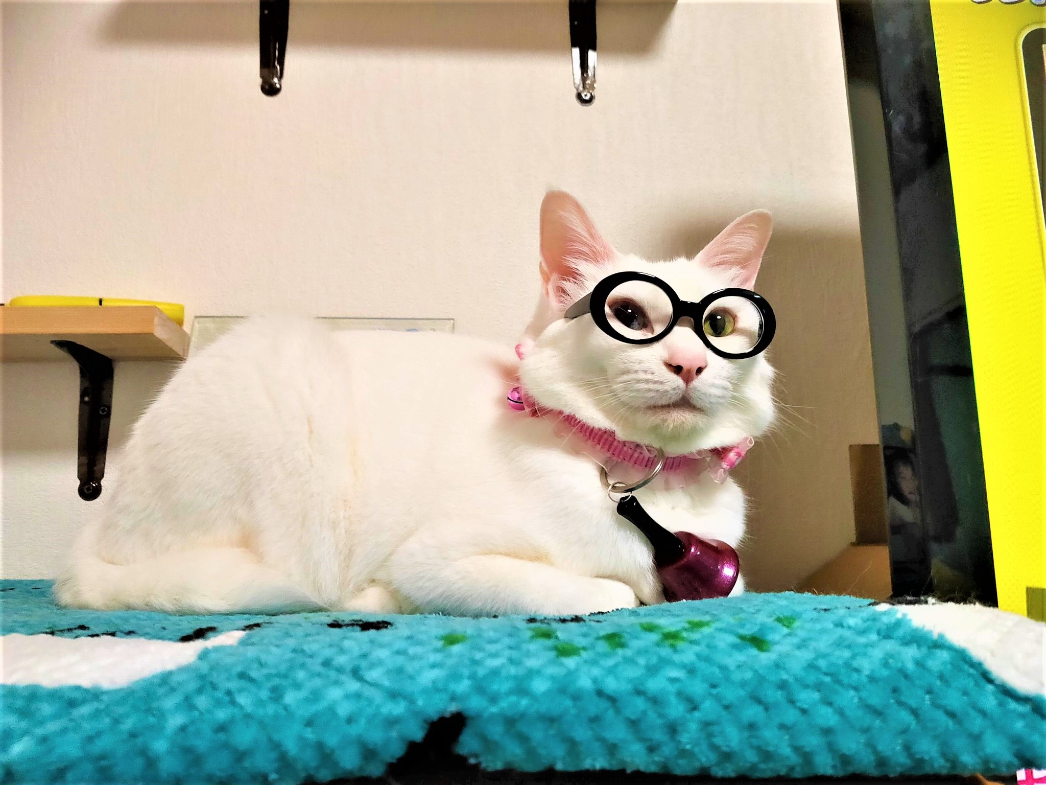 猫　メガネ