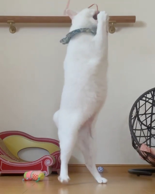 猫　遊ぶ