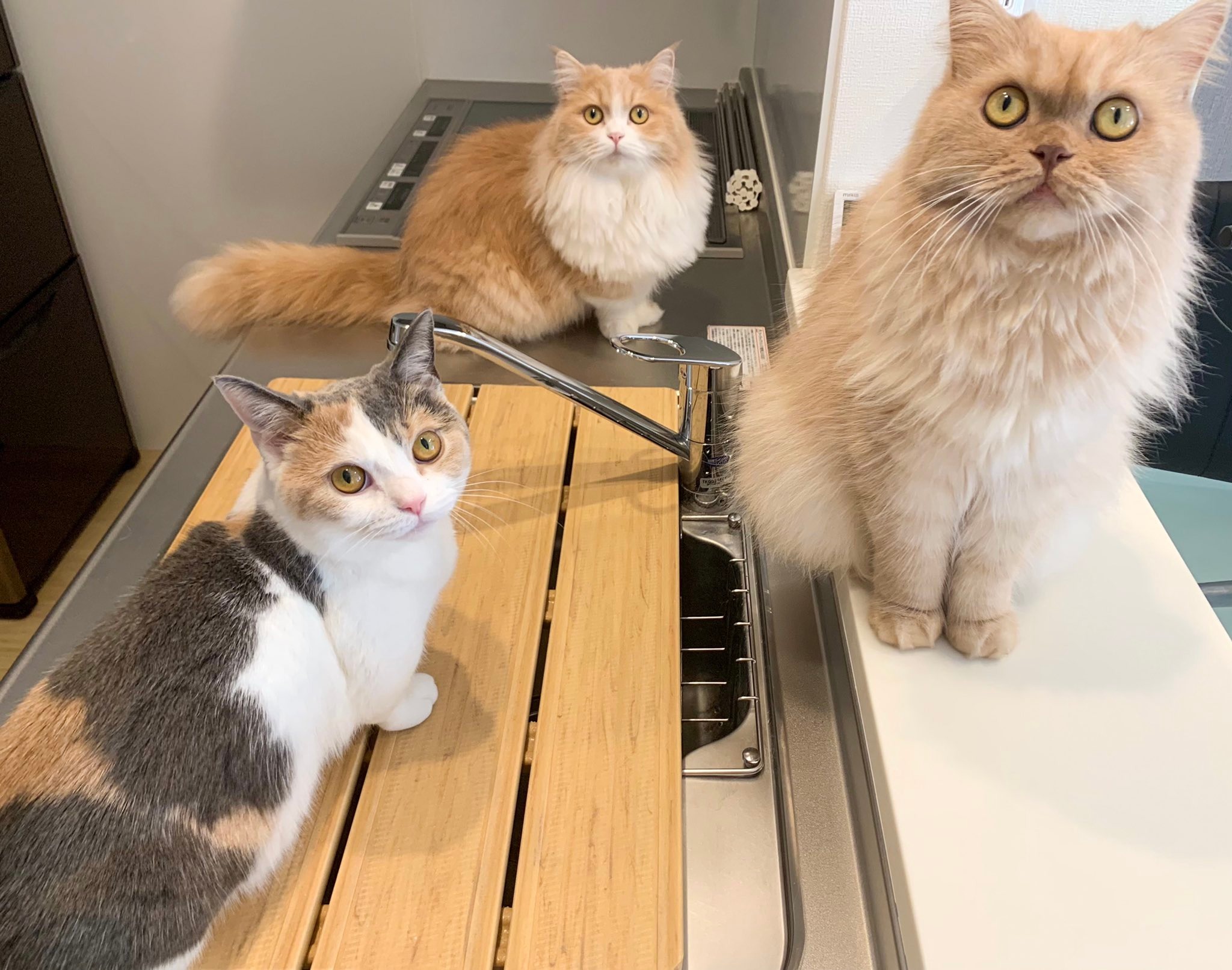 キッチンに集合する猫たち