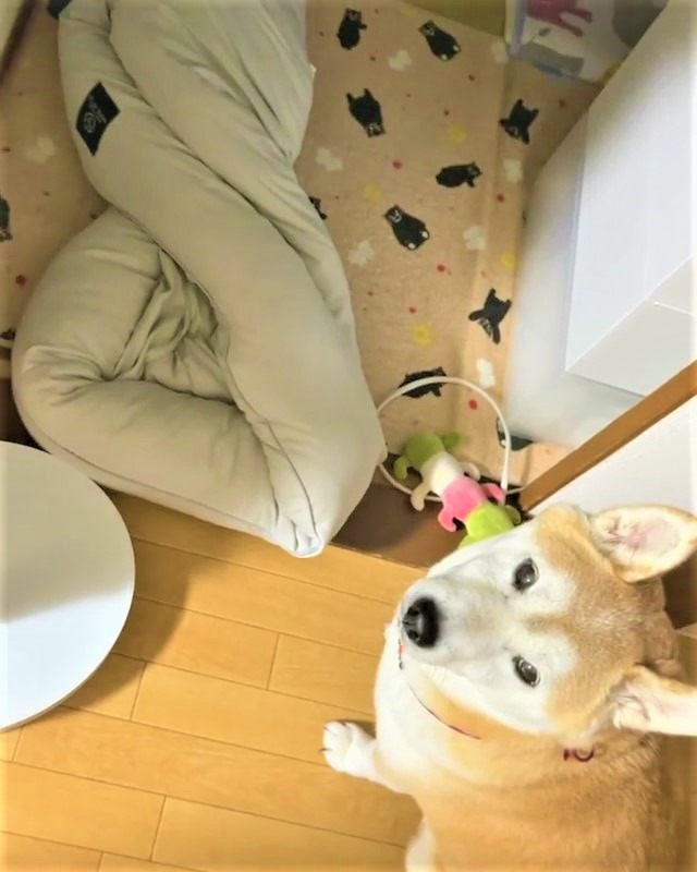 犬　お願い