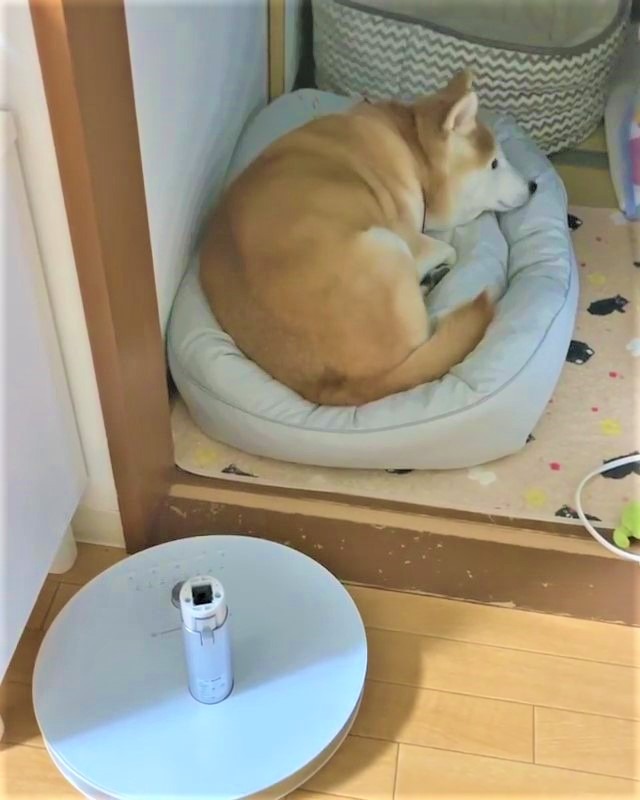 犬　寝る