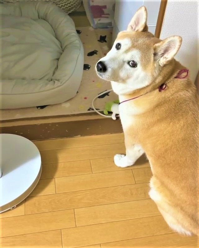 犬　お願い