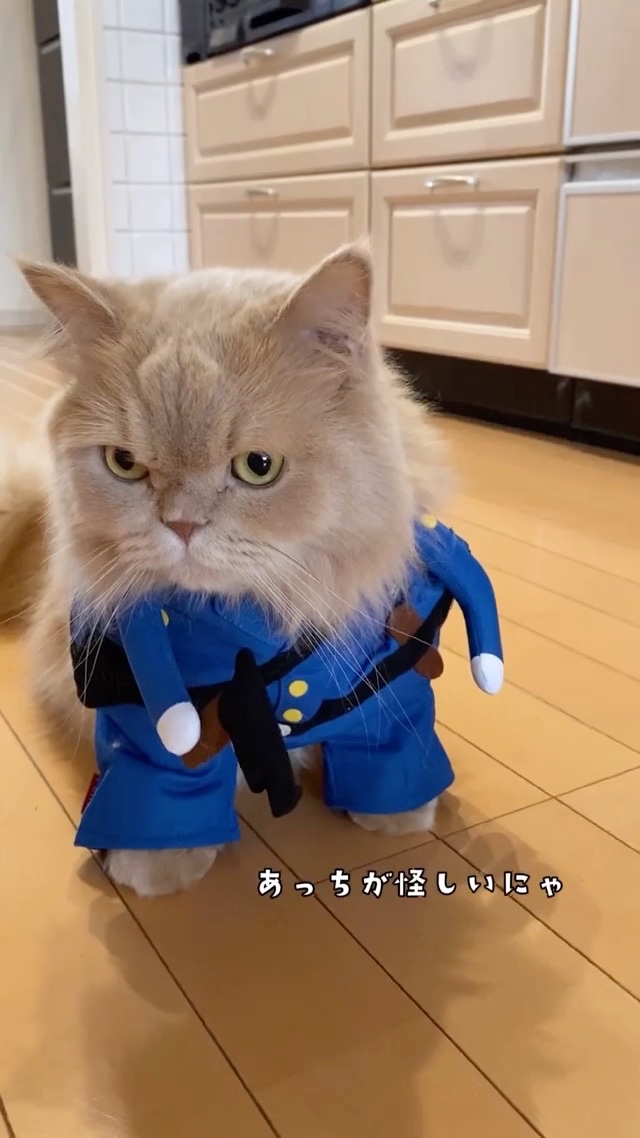 猫　お巡りさん