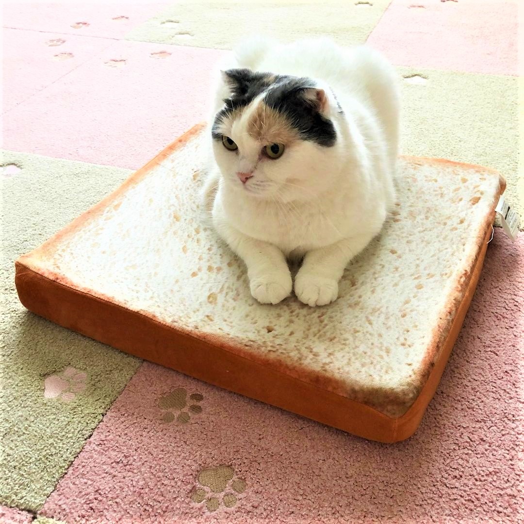 猫　パン