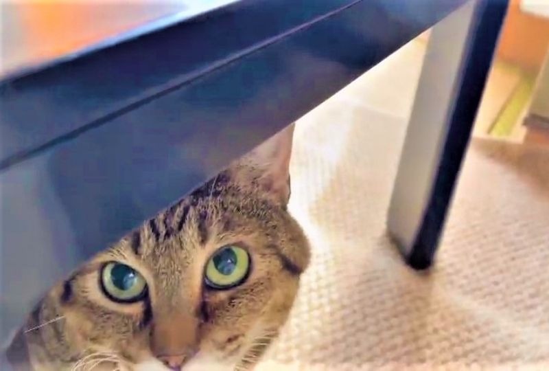 「きょうは無いの？」テーブルの下でコッソリおこぼれを狙う猫くんに思わずクスッ♪