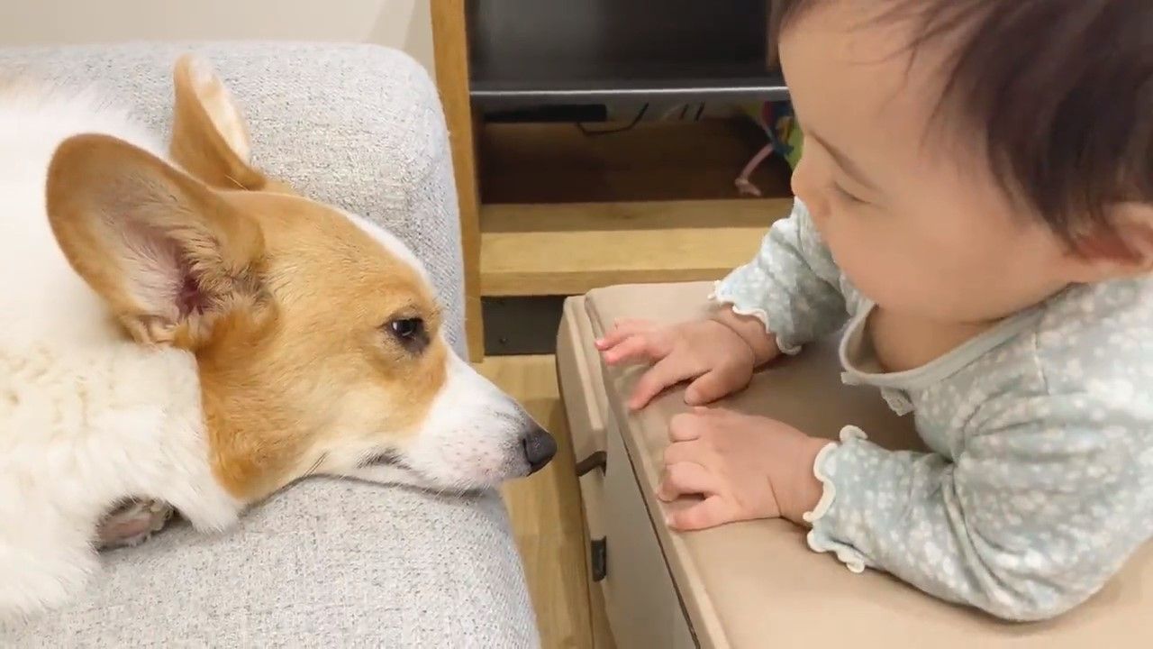 顔を見合わせる犬と赤ちゃん