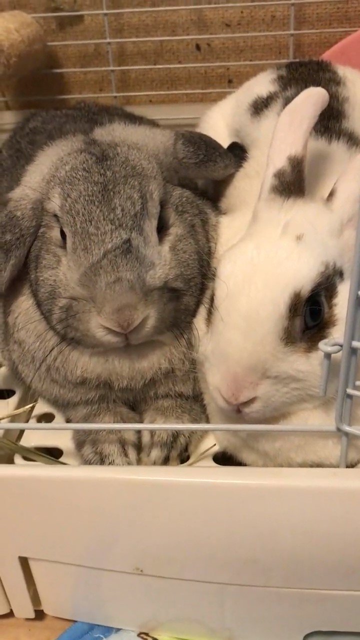 寄り添う2匹のウサギ
