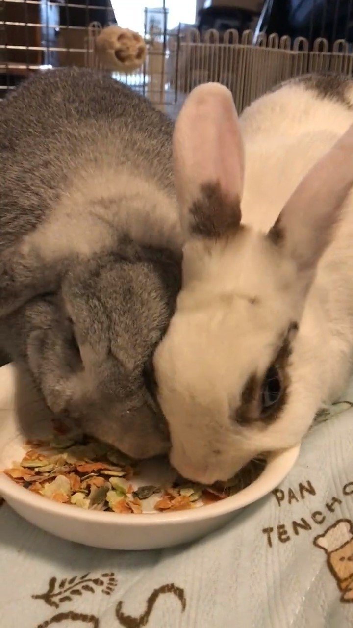 エサを食べるウサギ