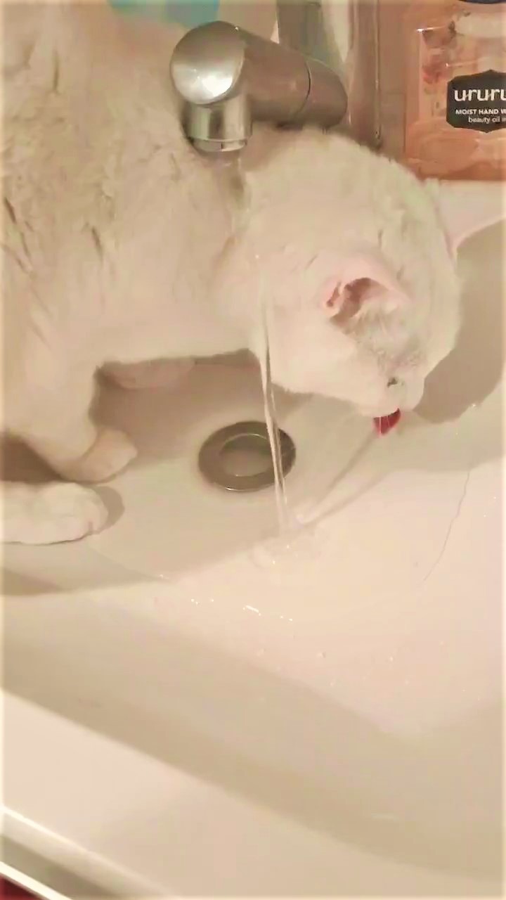 猫　水