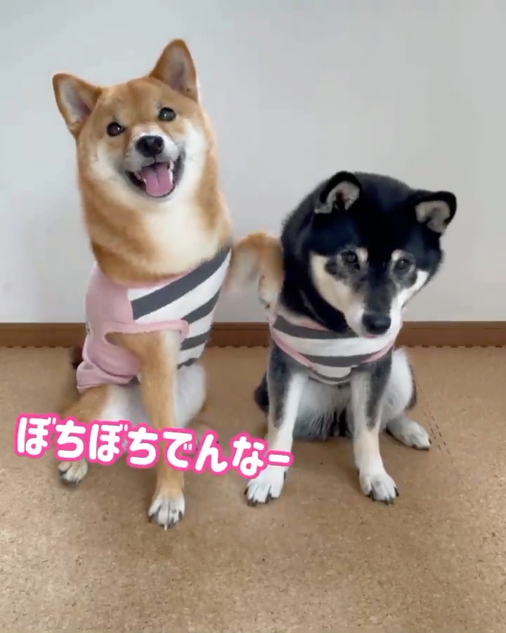 犬　漫才