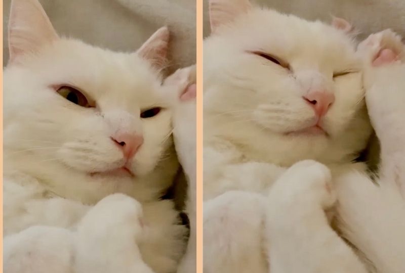 すごい体勢で眠りに落ちる白猫さん。幸せそうな顔が可愛いくて悶絶必須♡