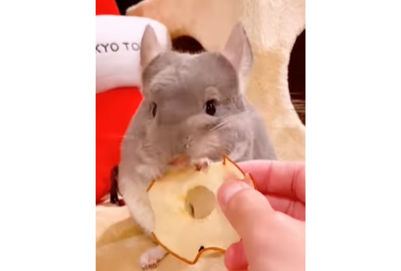 梨を食べるチンチラ
