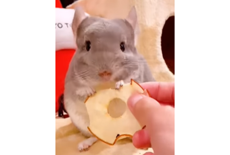 梨を食べるチンチラ