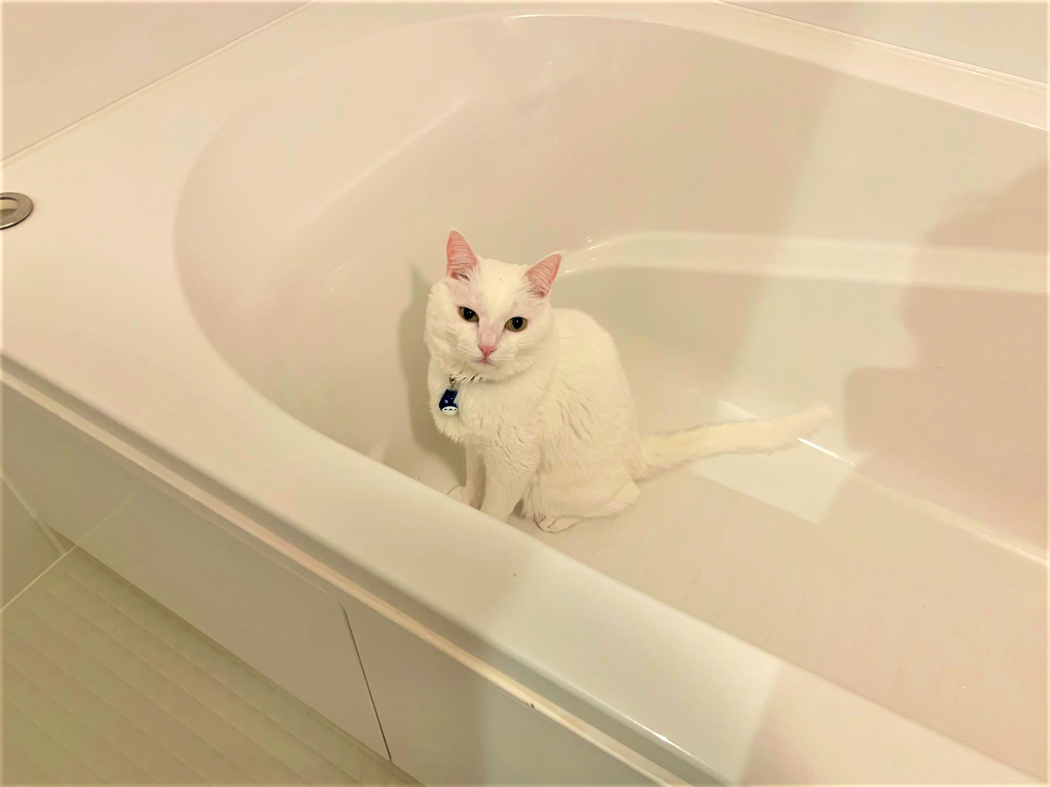 猫　浴槽