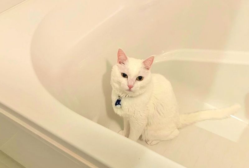 浴室暖房付けたら猫くんが居座っちゃった！「絶対どかないにゃ」というお顔に爆笑！