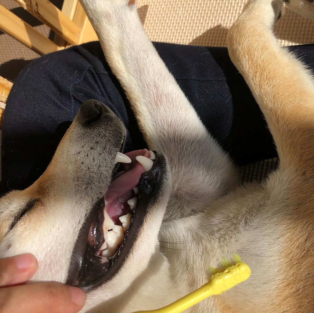 歯みがきする犬